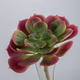 -- C&G - Succulent 14cm