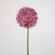 -- C&G - Allium Single stem 75cm, dia 14cm