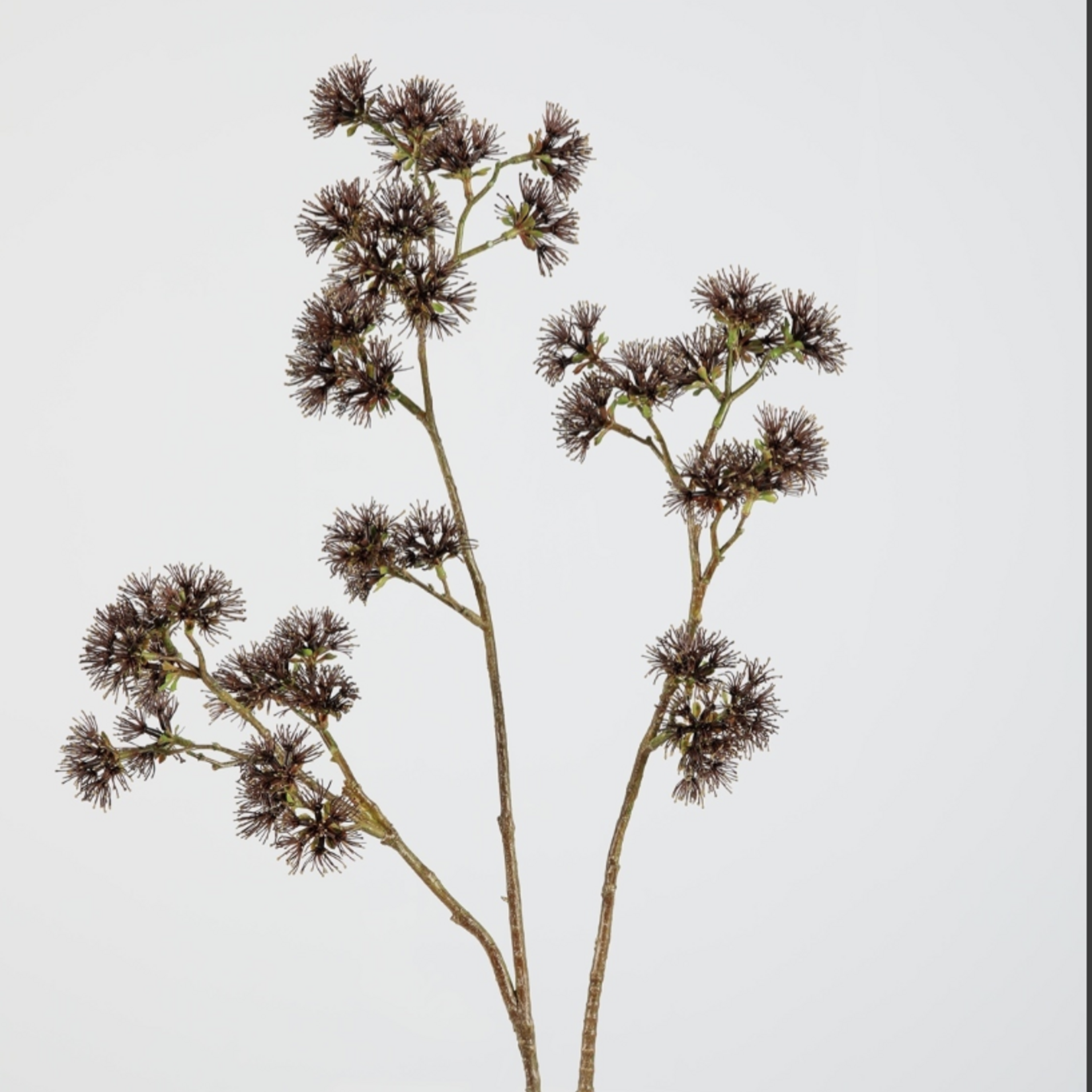 -- C&G - Witch hazel spray 89cm bruin/naturel