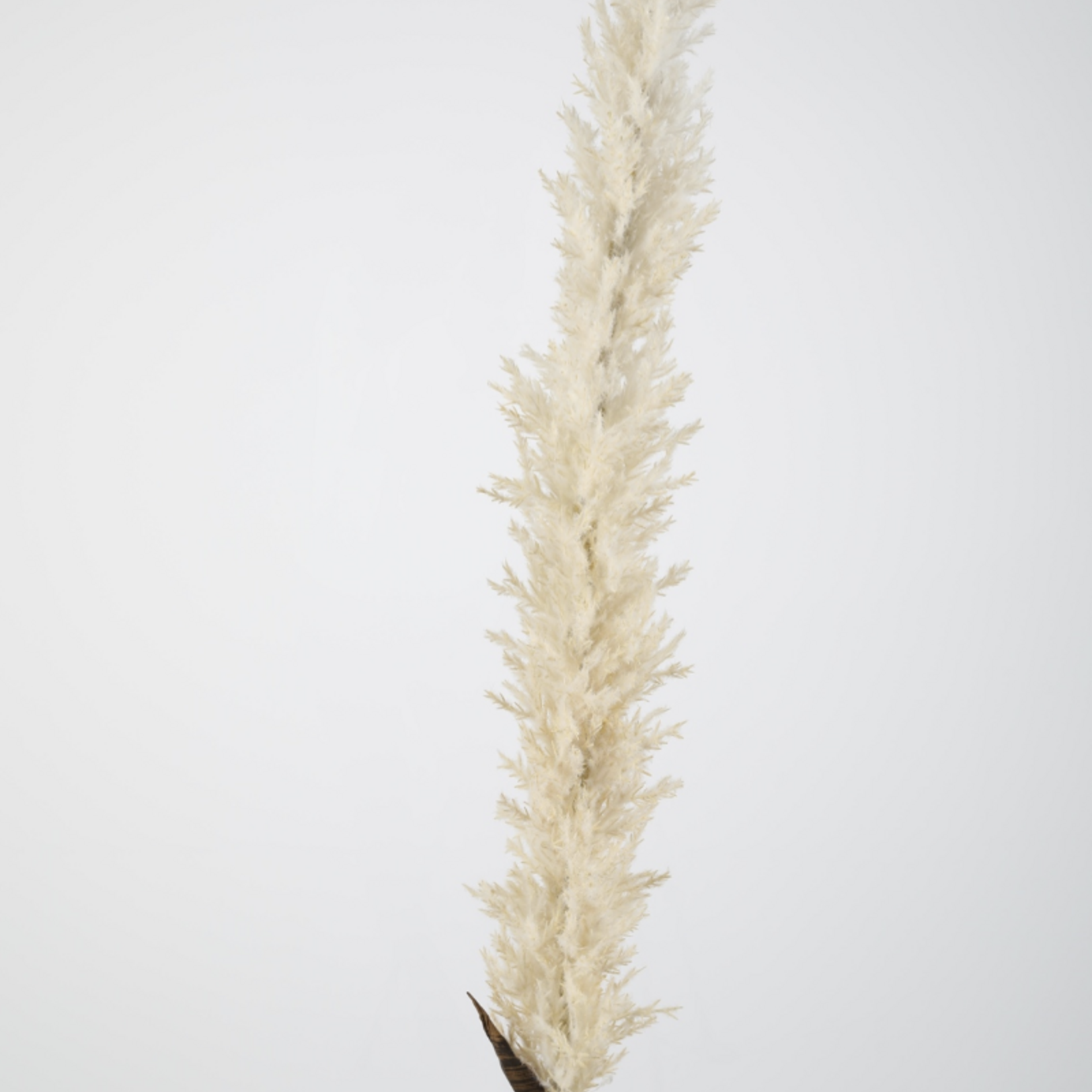 -- C&G - Dried astilbe spray 114cm wit