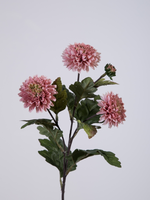-- C&G - Mini mum spray roze