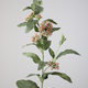 -- C&G - Asclepias spray 104cm roze