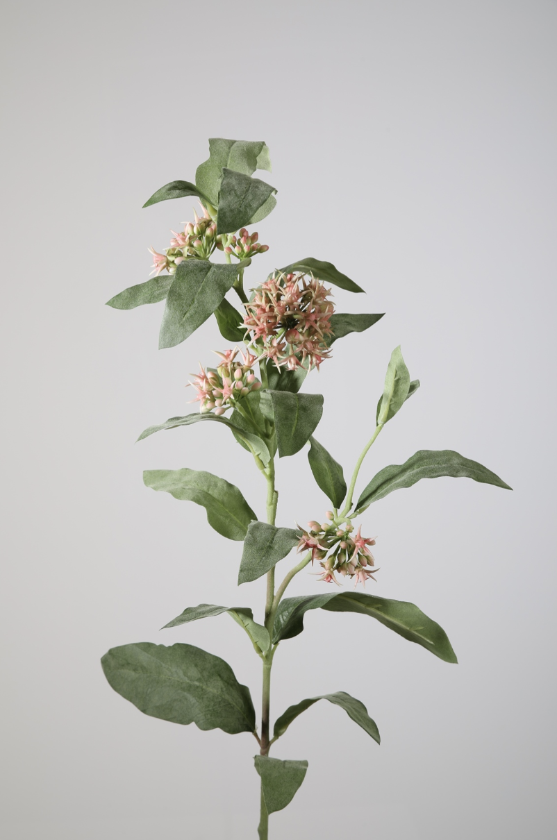 -- C&G - Asclepias spray 104cm roze