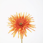 -- C&G -Spider Gerbera Stem 70cm
