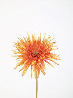 -- C&G -Spider Gerbera Stem 70cm