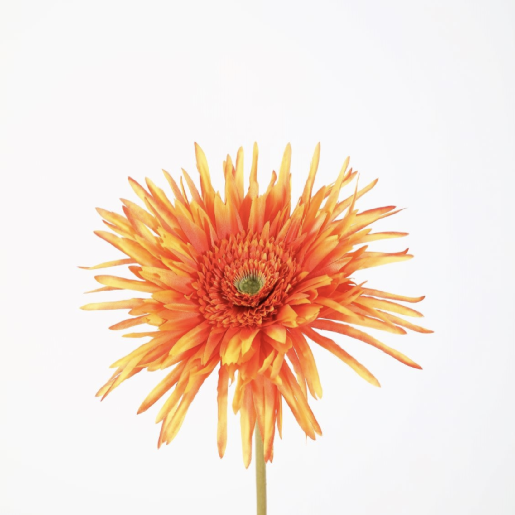 -- C&G -Spider Gerbera Stem 70cm