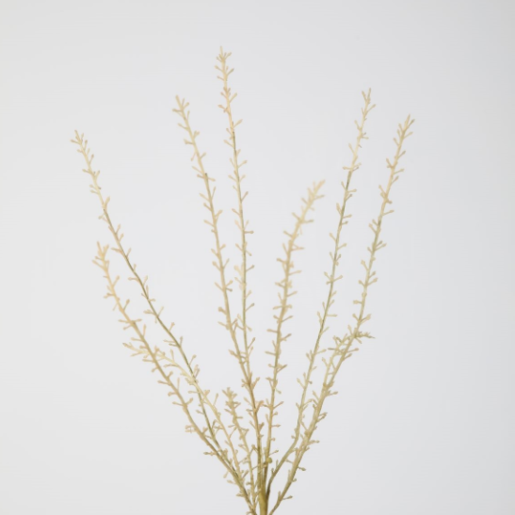 -- C&G - Virginia Pepperweed 76cm