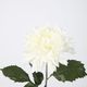 -- C&G - Giant dahlia wit single stem 69cm dia17cm