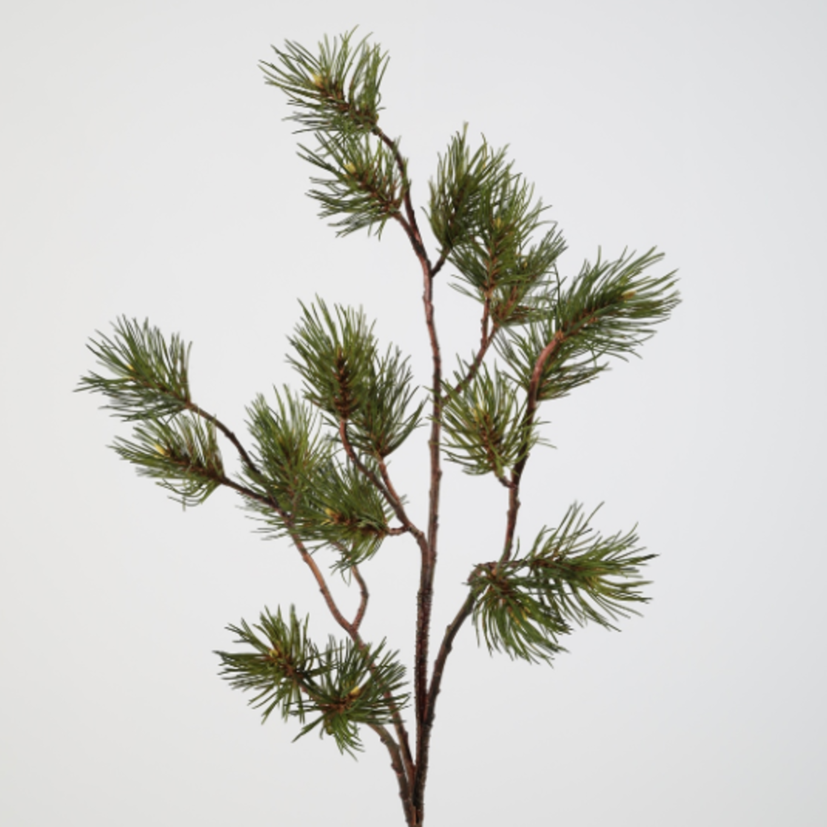 -- C&G - Pine spray 88cm