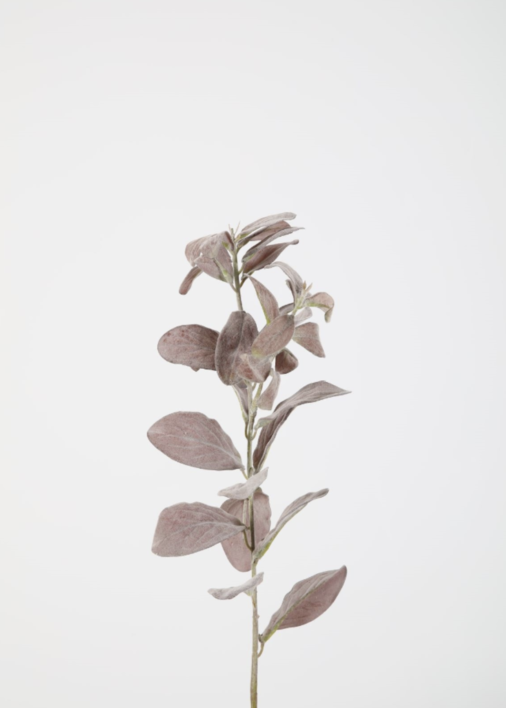 -- C&G - Sage spray zijde 64cm