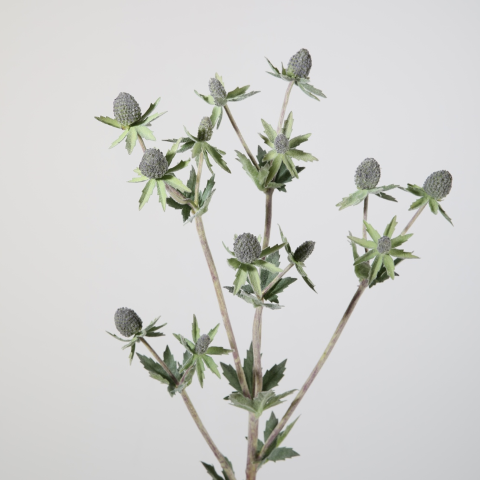 -- C&G - Thistle rasberry 59cm lavendel kleur met groene zijde