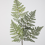 -- C&G - Fern spray 91cm