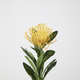 -- C&G - Leucospermum nutan geel stem 66cm