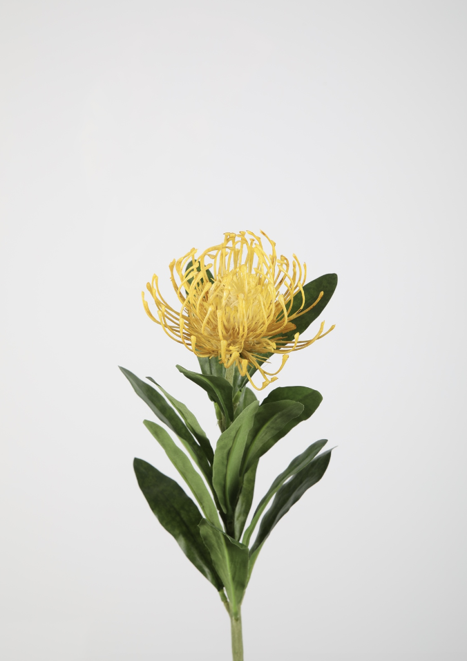 -- C&G - Leucospermum nutan geel stem 66cm