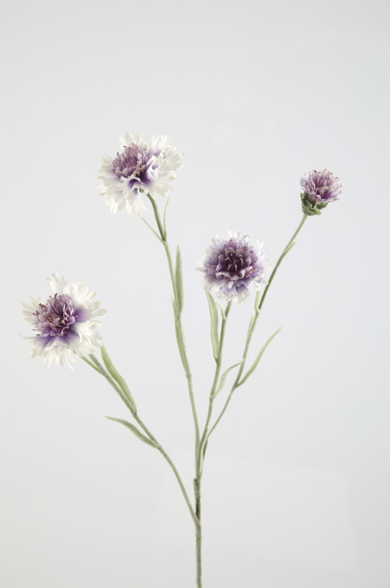 -- C&G - Cornflower / korenbloem 61cm wit/groen/paars