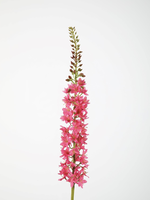 -- C&G - Eremurus 94cm roze/fuchsia