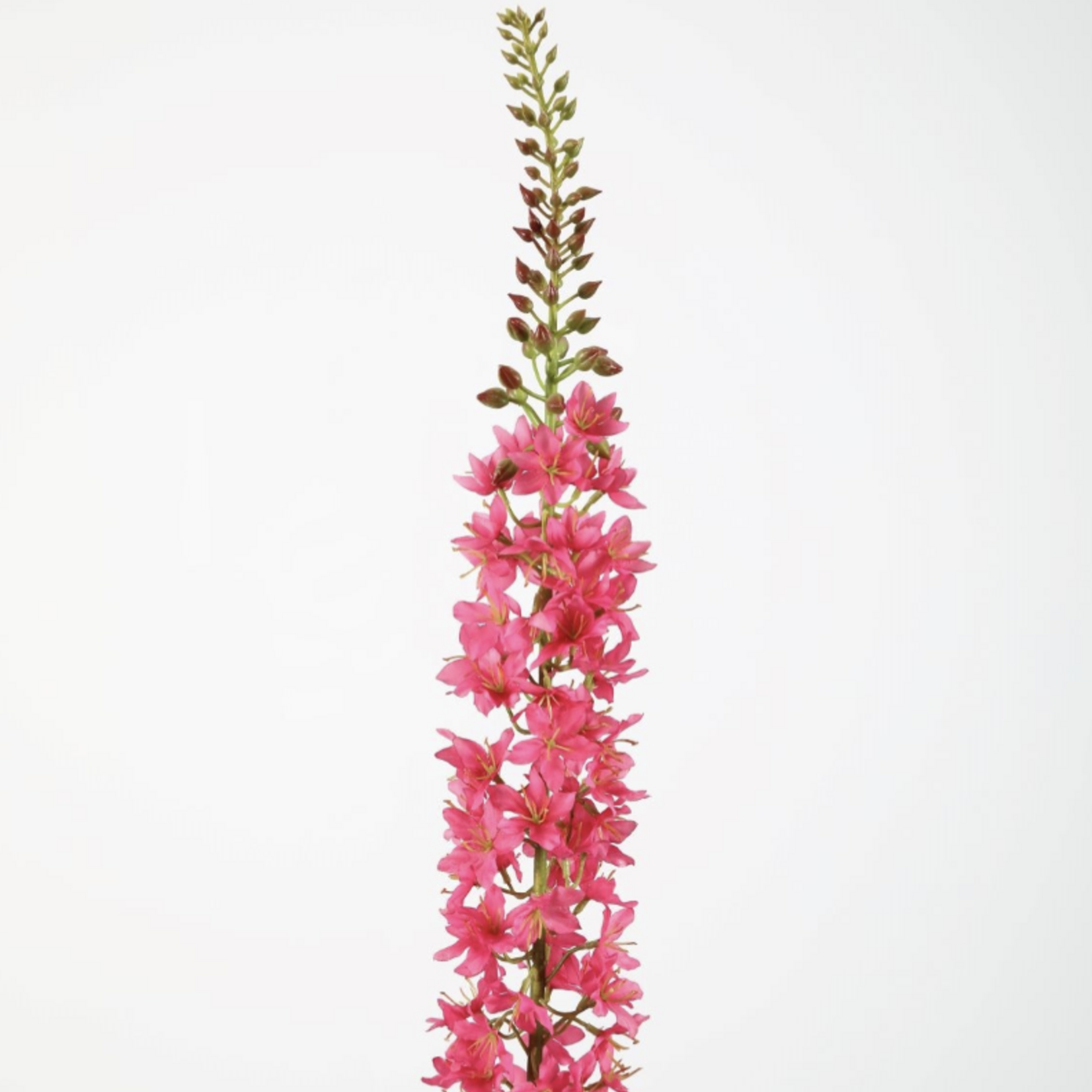 -- C&G - Eremurus 94cm roze/fuchsia