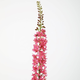 -- C&G - Eremurus 94cm roze/fuchsia