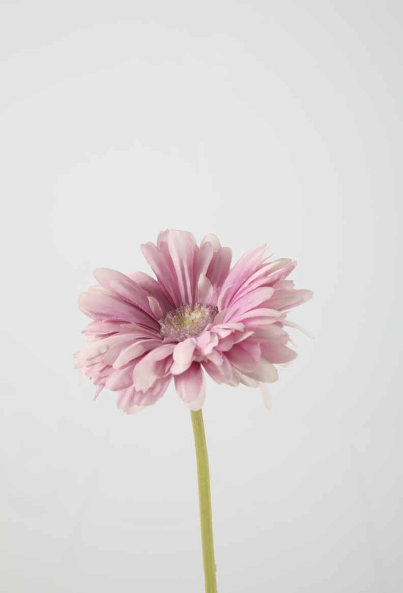 -- C&G - Gerbera daisy lila/paars 53cm lang