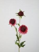 -- C&G - Scabiosa spray roze/fuchsia 76cm