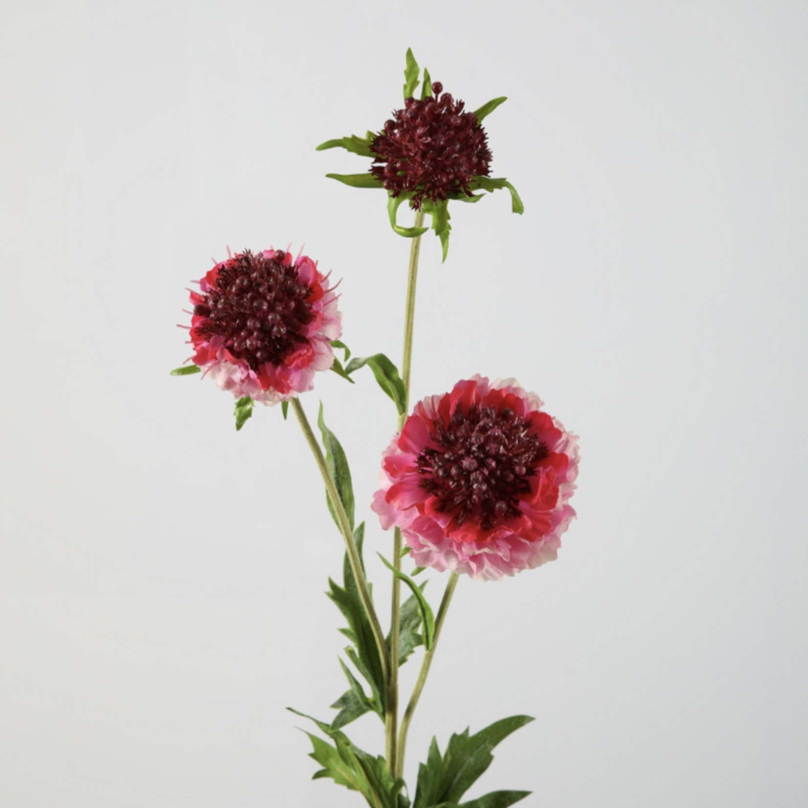 -- C&G - Scabiosa spray roze/fuchsia 76cm
