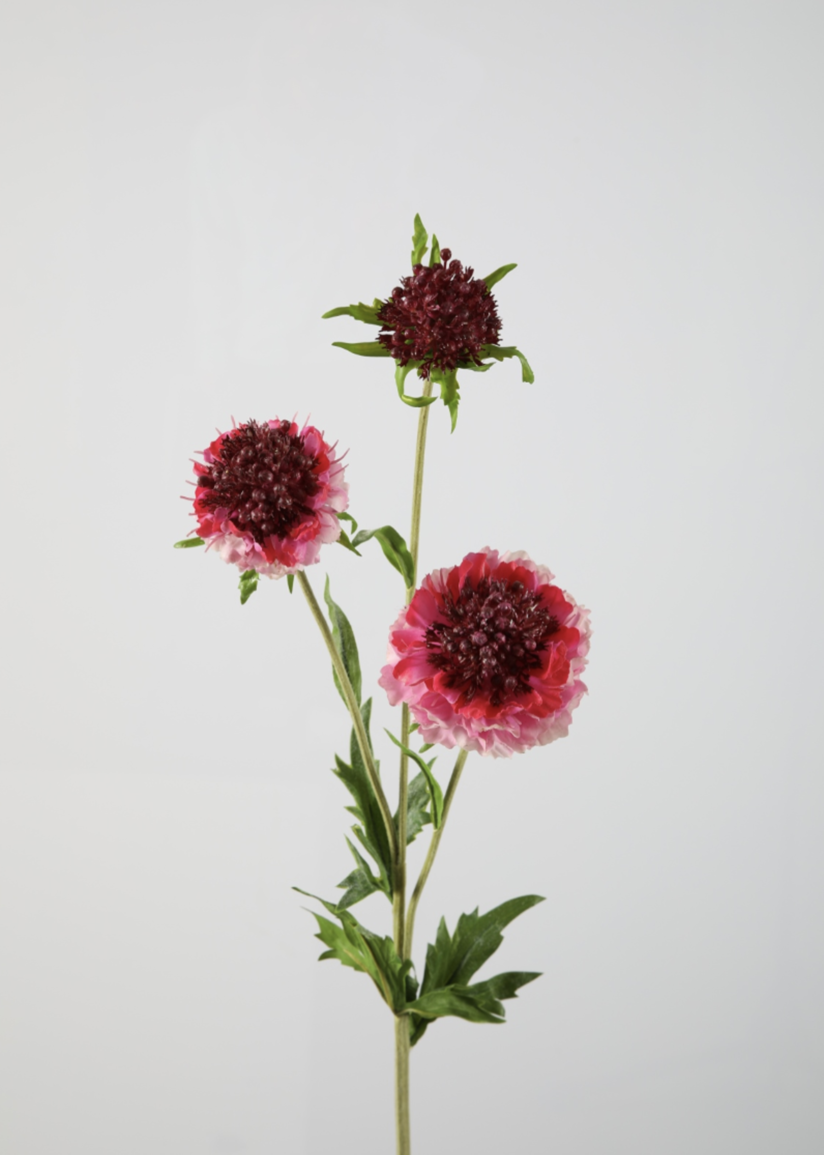 -- C&G - Scabiosa spray roze/fuchsia 76cm