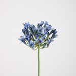 -- C&G - Agapanthus 75cm blauw