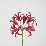 -- C&G - Nerine fuchsia rose stem 62cm