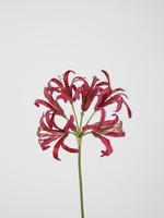 -- C&G - Nerine fuchsia rose stem 62cm