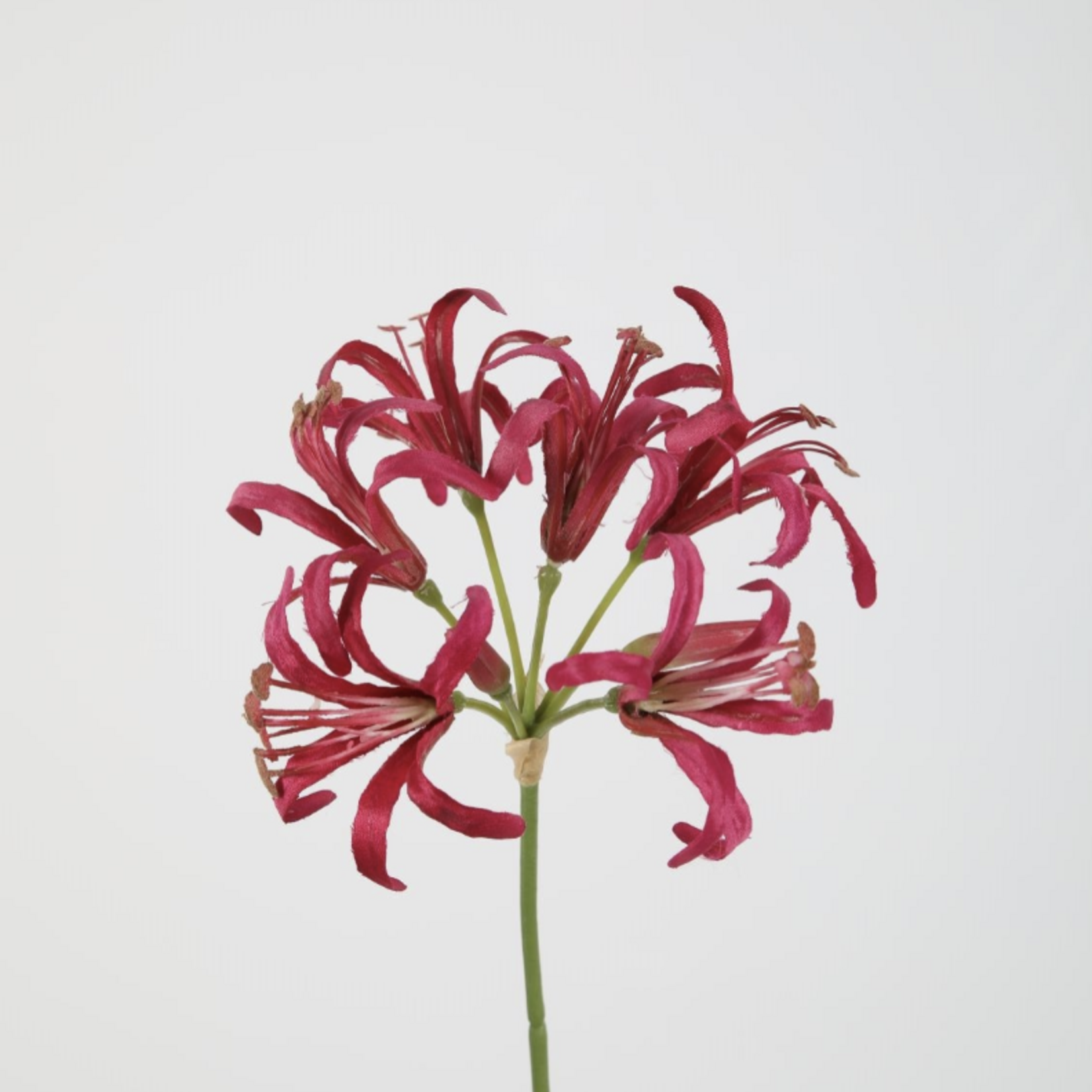 -- C&G - Nerine fuchsia rose stem 62cm