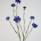 -- C&G - Cornflower / korenbloem 89cm blauw