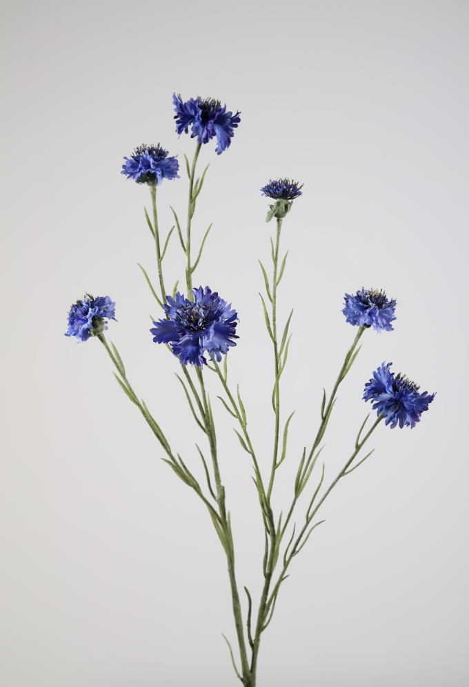 -- C&G - Cornflower / korenbloem 89cm blauw