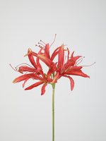 -- C&G - Nerine stem 81cm koraalrood