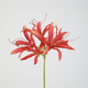 -- C&G - Nerine stem 81cm koraalrood