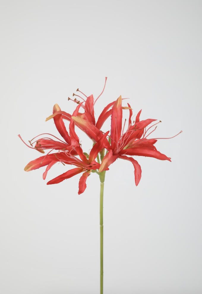 -- C&G - Nerine stem 81cm koraalrood