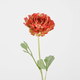 -- C&G - Hybrid Ranunculus 56cm Dia 13cm