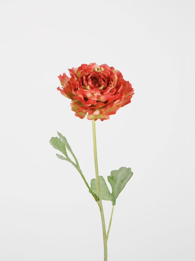 -- C&G - Hybrid Ranunculus 56cm Dia 13cm