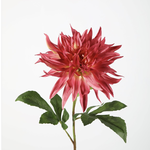 -- C&G - Flame dahlia roze/fuchsia