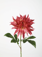 -- C&G - Flame dahlia roze/fuchsia