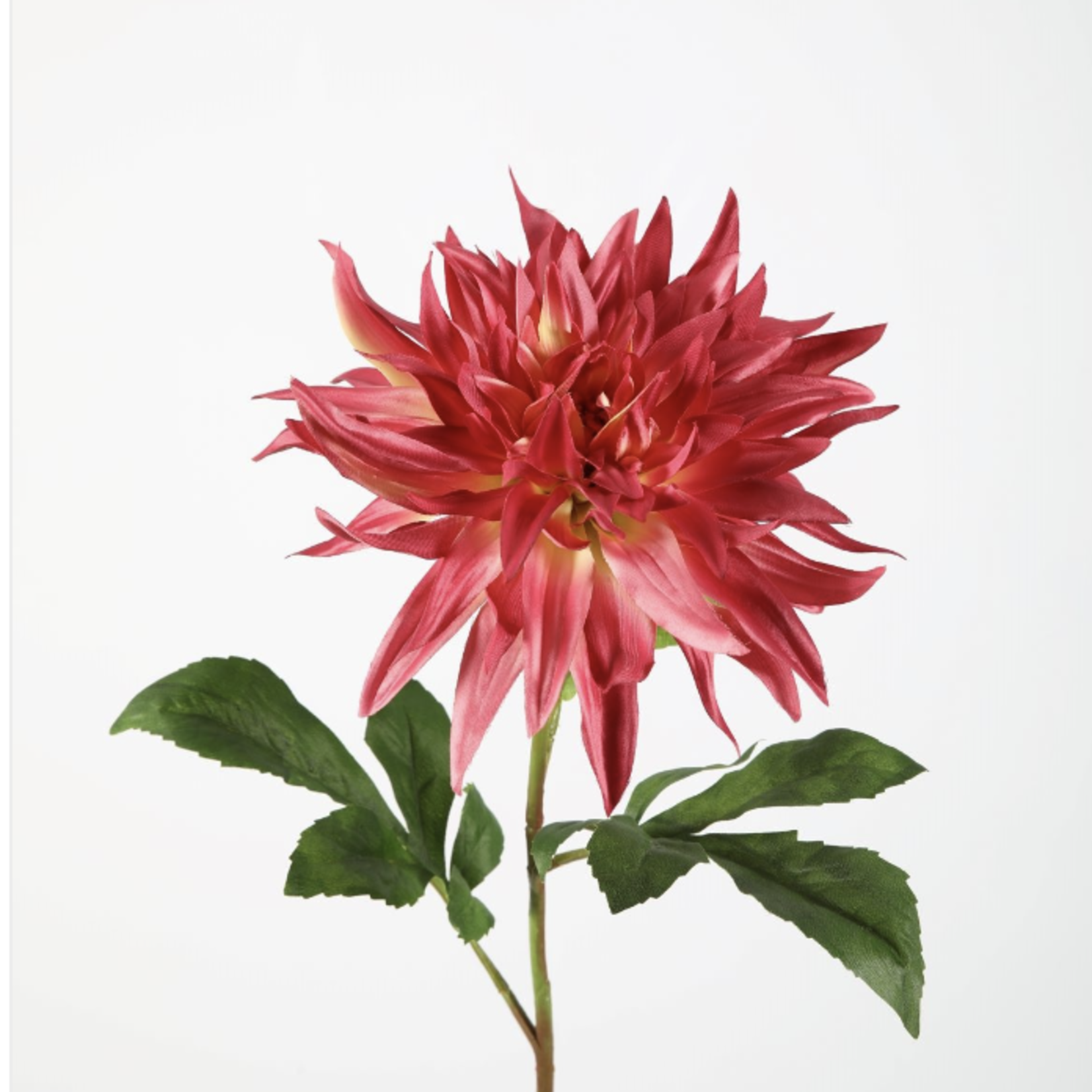 -- C&G - Flame dahlia roze/fuchsia