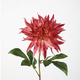 -- C&G - Flame dahlia roze/fuchsia