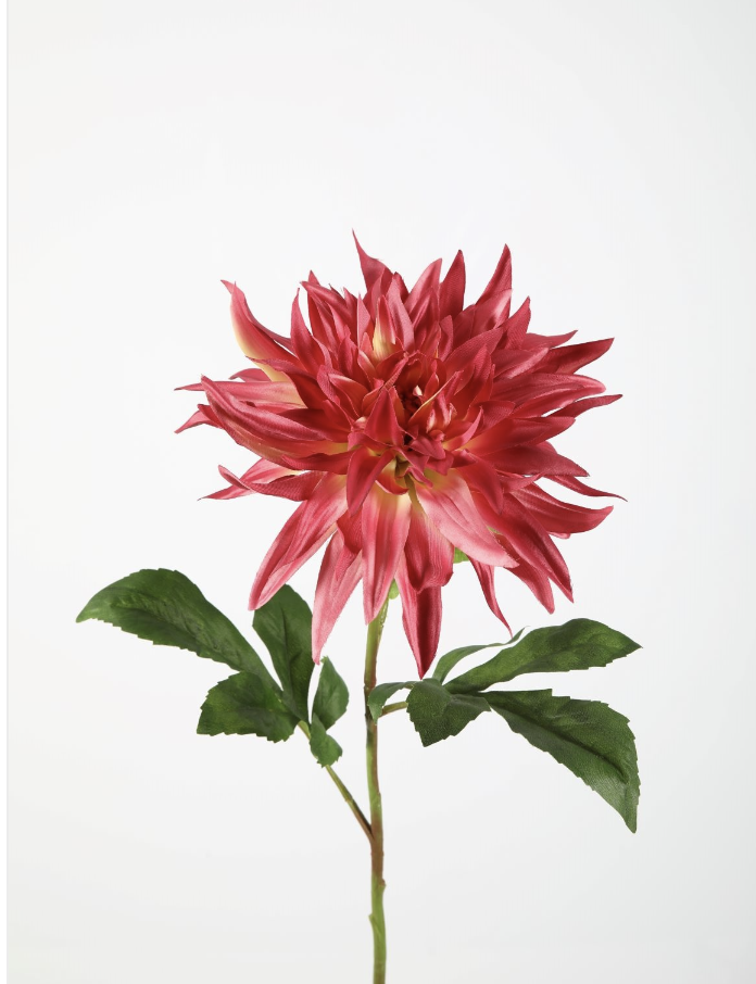 -- C&G - Flame dahlia roze/fuchsia