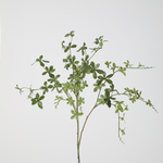 -- C&G - Enkianthus Perulatus lvs Spray 99cm