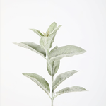 -- C&G - Lamb's Ear Stem 71cm