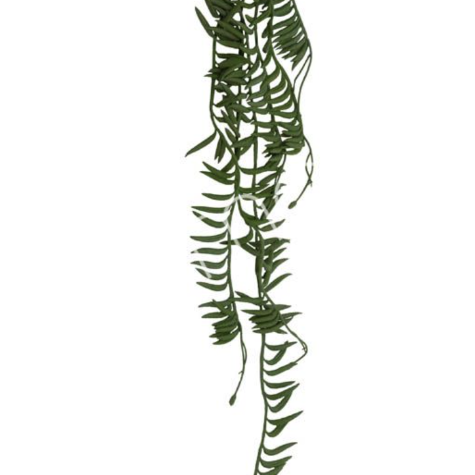 -- Hangplant vetplantenstruik 8X8X76