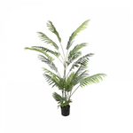 -- PLANT GOUDPALM 190CM