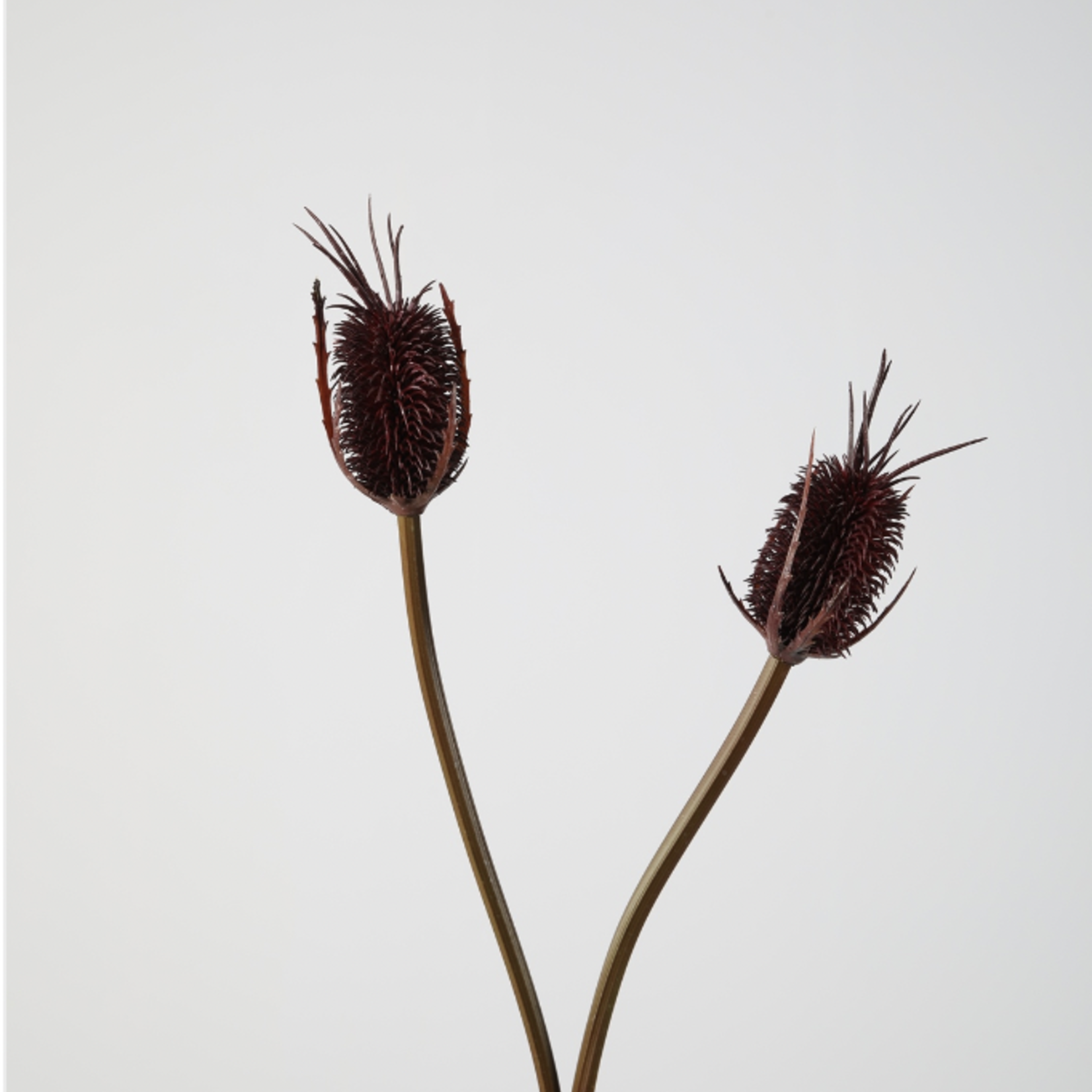 -- C&G - Teasel stem 80cm bruin