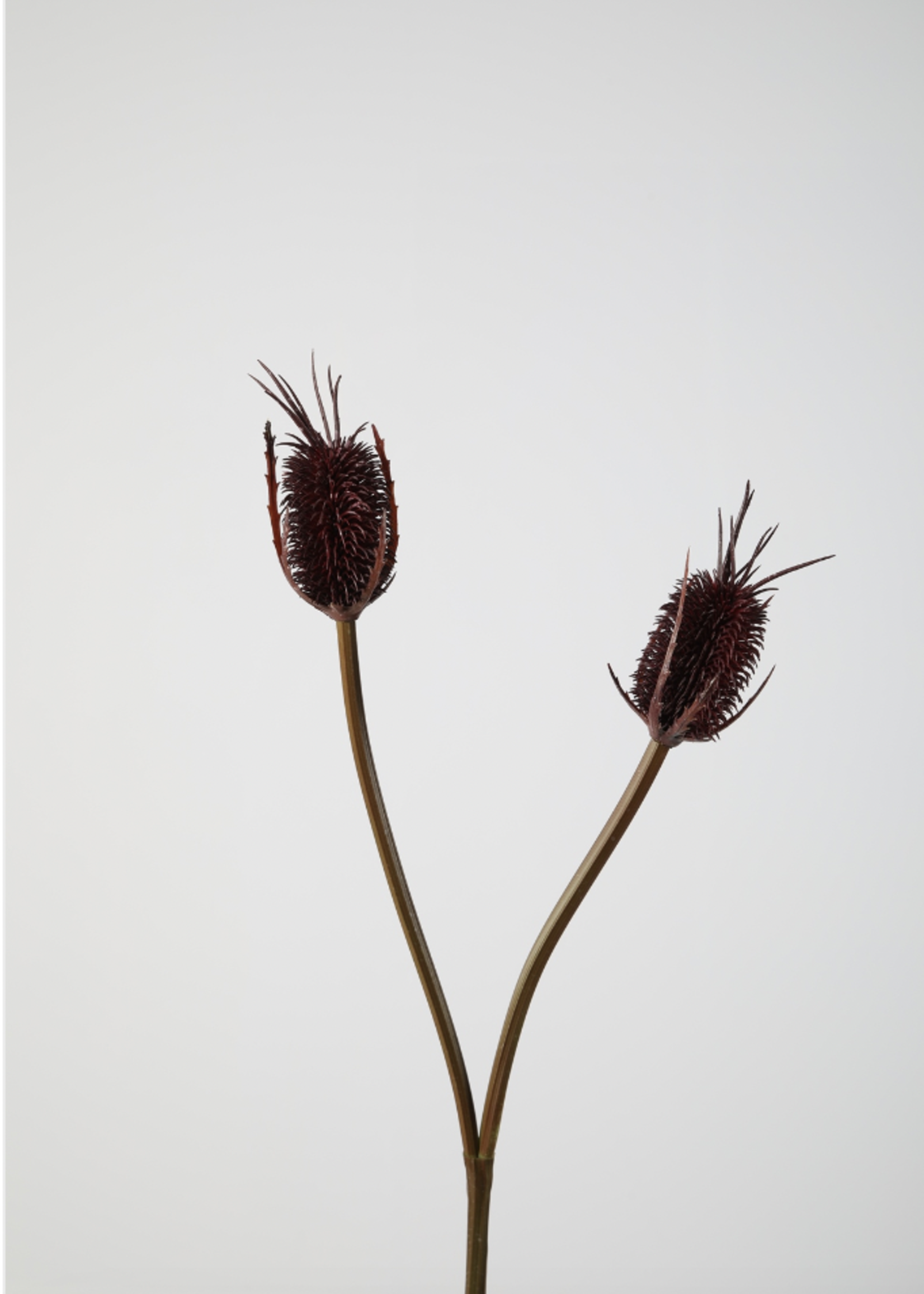 -- C&G - Teasel stem 80cm bruin