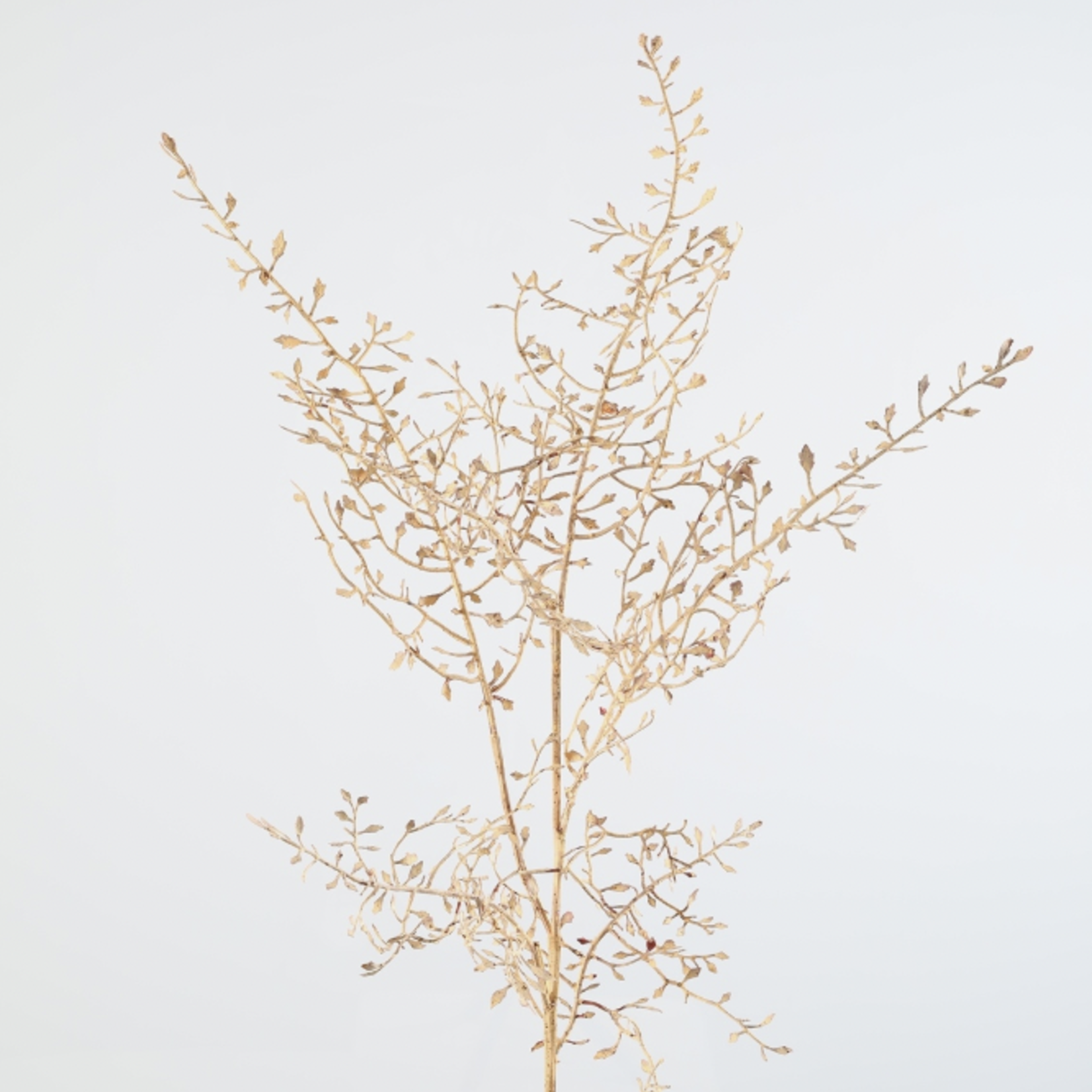 -- C&G - Corokia spray 104 cm bruin/naturel