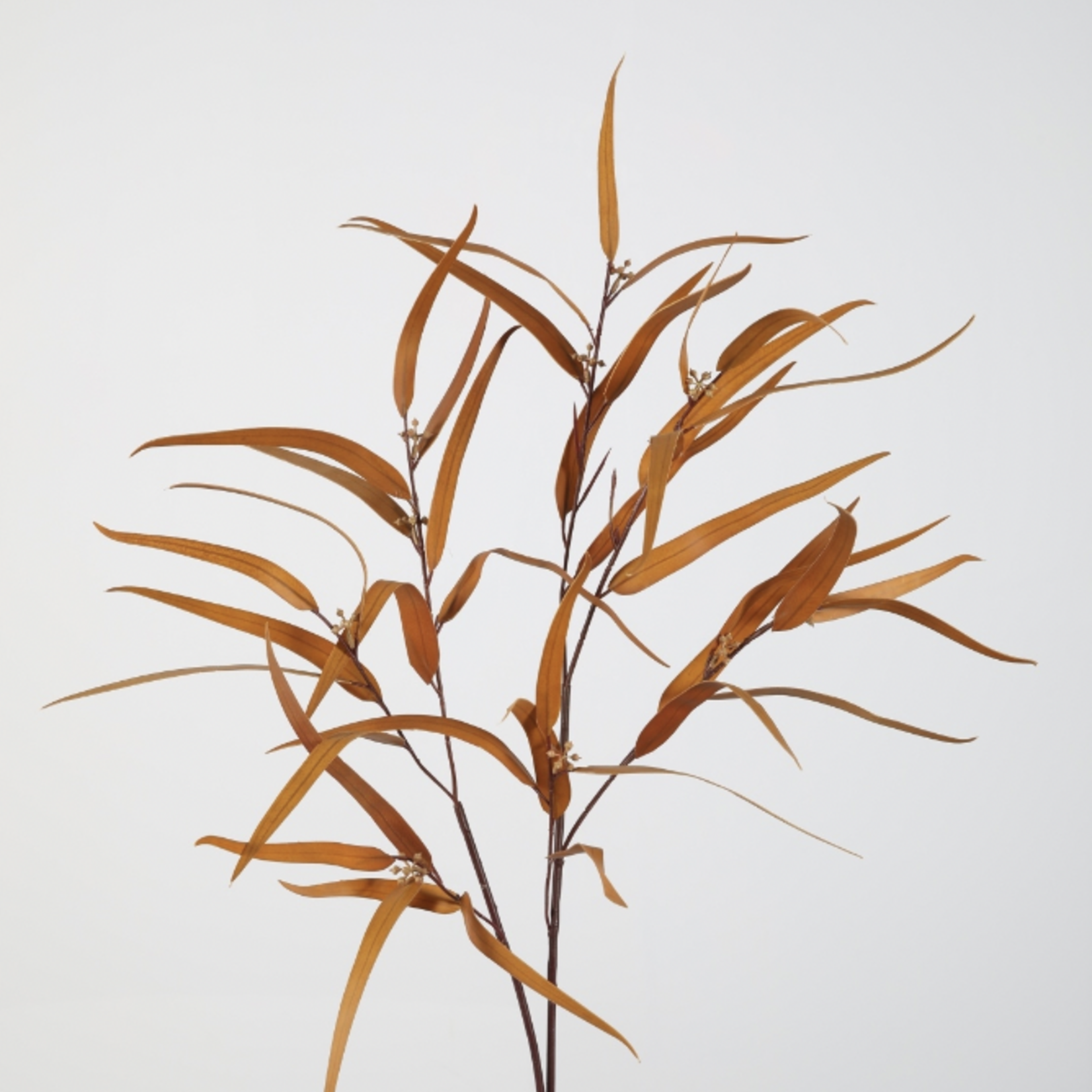 -- C&G - Seed finger eucalyptus spray 86cm bruin/naturel